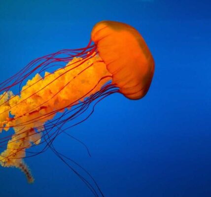 Wie man durch digitales Marketing neue Zielgruppen erreicht