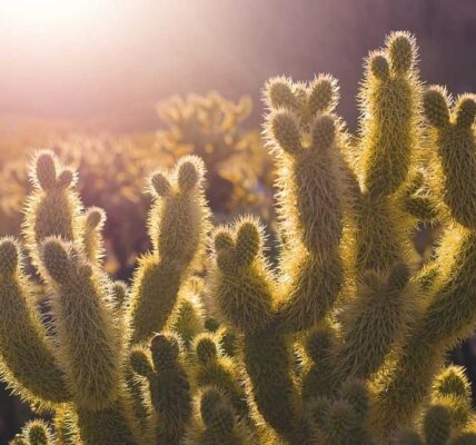 Wie man durch gezielte Werbung Sichtbarkeit schafft