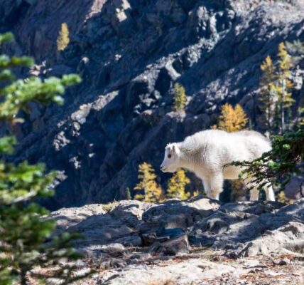 Wie man eine effektive Markenbotschaft entwickelt