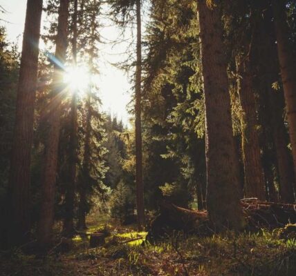 Wie man mit Micro-Influencern erfolgreich zusammenarbeitet