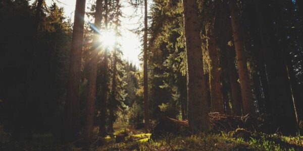 Wie man mit Micro-Influencern erfolgreich zusammenarbeitet